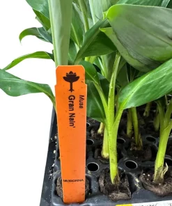 5 Grand Nain Banana Tree Starter Plants - Musa Gran Nain Live Fruit Tree - Image 3