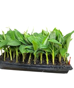 5 Grand Nain Banana Tree Starter Plants - Musa Gran Nain Live Fruit Tree - Image 4