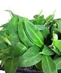 5 Grand Nain Banana Tree Starter Plants - Musa Gran Nain Live Fruit Tree - Image 5