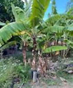 5 Grand Nain Banana Tree Starter Plants - Musa Gran Nain Live Fruit Tree - Image 6