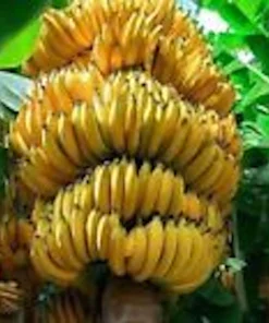 5 Grand Nain Banana Tree Starter Plants - Musa Gran Nain Live Fruit Tree - Image 7