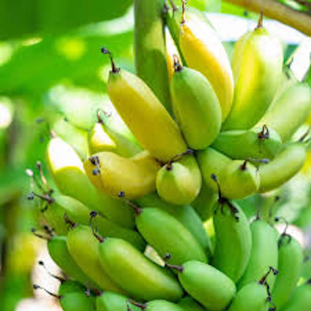5 Grand Nain Banana Tree Starter Plants - Musa Gran Nain Live Fruit Tree - Image 1