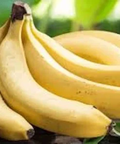 5 Gros Michel Banana Starter Plugs - Heirloom Live Plants for Zones 9-11 - Image 3