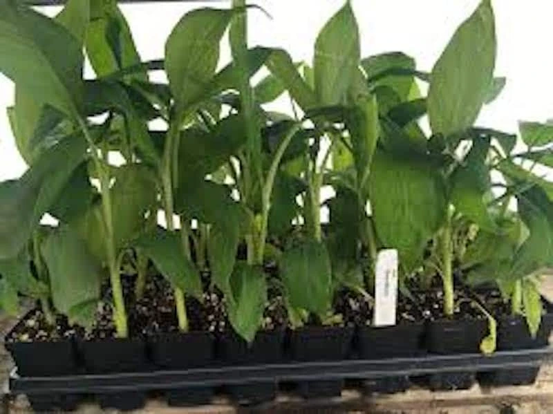5 Gros Michel Banana Starter Plugs - Heirloom Live Plants for Zones 9-11 - Image 4