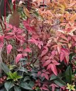 5 Gulf Stream Heavenly Bamboo Live Plants 6-12in Tall Bare Root Shrub - Image 2