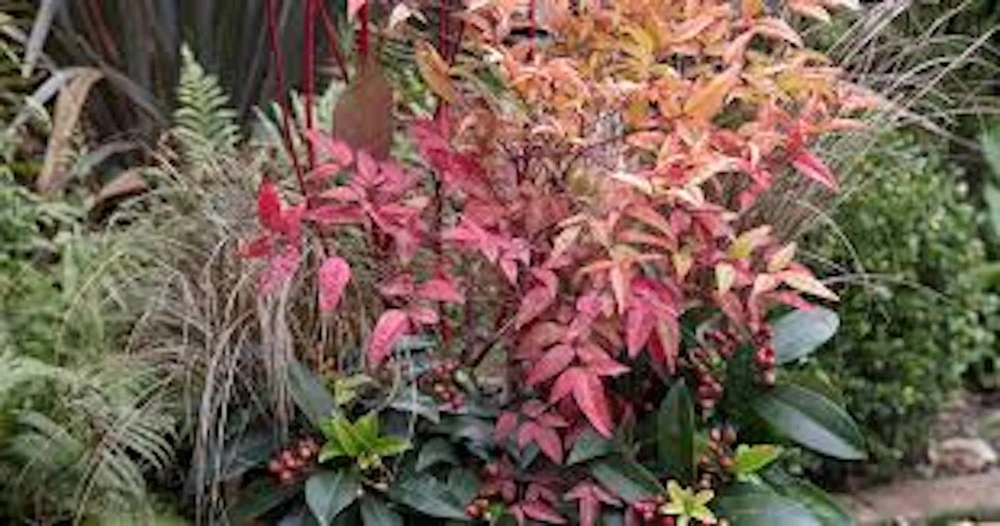 5 Gulf Stream Heavenly Bamboo Live Plants 6-12in Tall Bare Root Shrub - Image 2