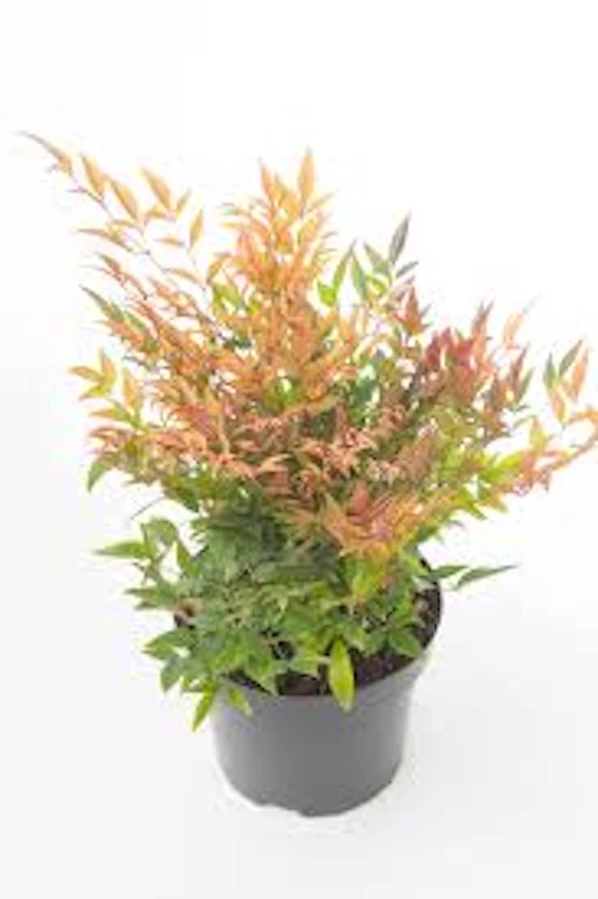5 Gulf Stream Heavenly Bamboo Live Plants 6-12in Tall Bare Root Shrub - Image 3