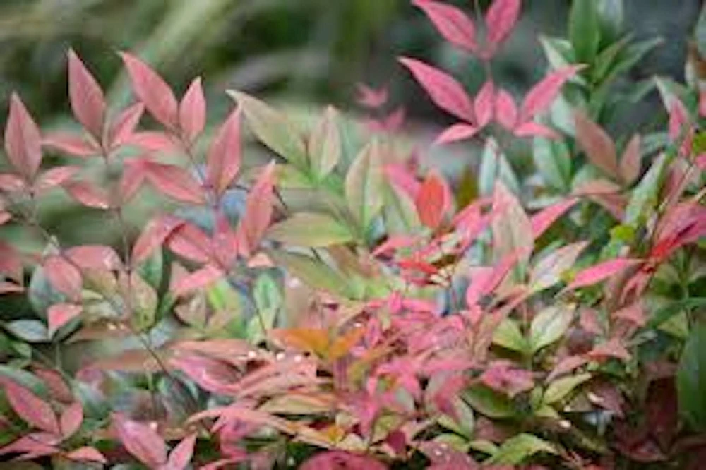5 Gulf Stream Heavenly Bamboo Live Plants 6-12in Tall Bare Root Shrub - Image 4