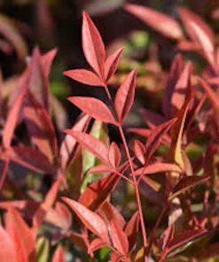5 Gulf Stream Heavenly Bamboo Live Plants 6-12in Tall Bare Root Shrub - Image 5