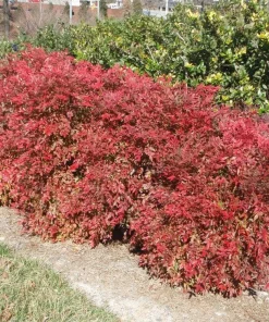 5 Gulf Stream Heavenly Bamboo Live Plants 6-12in Tall Bare Root Shrub - Image 6