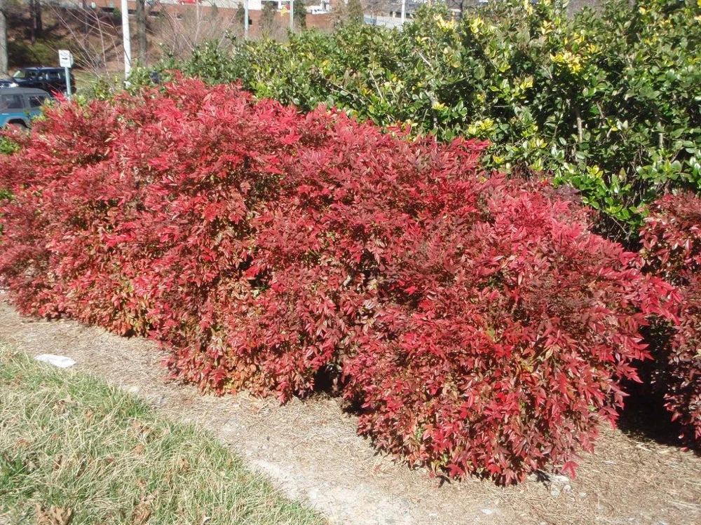5 Gulf Stream Heavenly Bamboo Live Plants 6-12in Tall Bare Root Shrub - Image 6