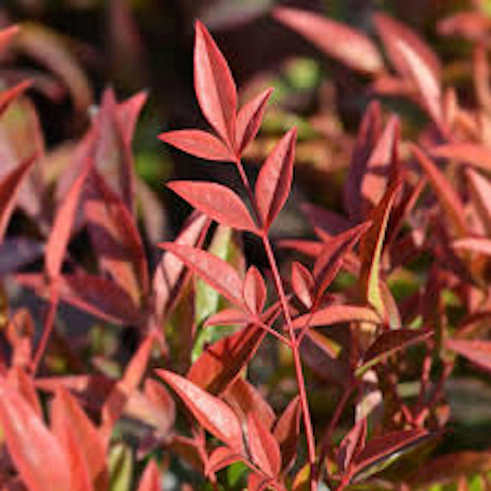 5 Gulf Stream Heavenly Bamboo Live Plants 6-12in Tall Bare Root Shrub - Image 1