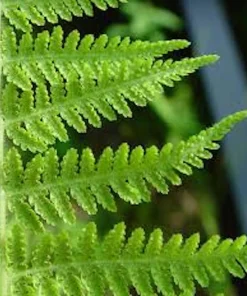 5 Hay Scented Fern Bare Roots - Dennstaedtia punctilobula Perennial Plant - Image 2