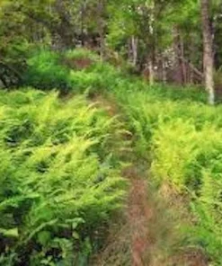 5 Hay Scented Fern Bare Roots - Dennstaedtia punctilobula Perennial Plant - Image 3