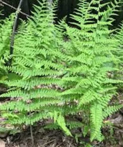 5 Hay Scented Fern Bare Roots - Dennstaedtia punctilobula Perennial Plant - Image 8