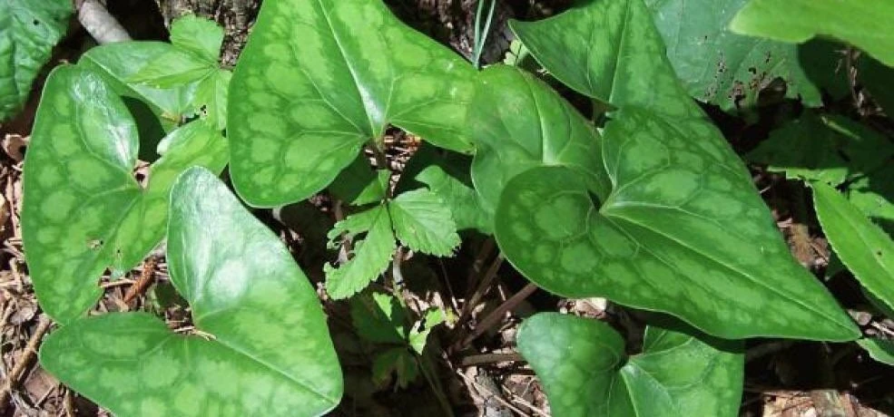 5 Heartleaf Ginger Bare Roots - Organic Hexastylis Arifolia Plants - Image 10