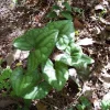 5 Heartleaf Ginger Bare Roots - Organic Hexastylis Arifolia Plants - Image 1