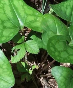 5 Heartleaf Ginger Bare Roots - Organic Hexastylis Arifolia Plants - Image 3