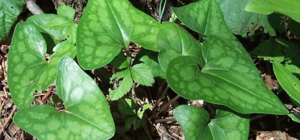 5 Heartleaf Ginger Bare Roots - Organic Hexastylis Arifolia Plants - Image 3