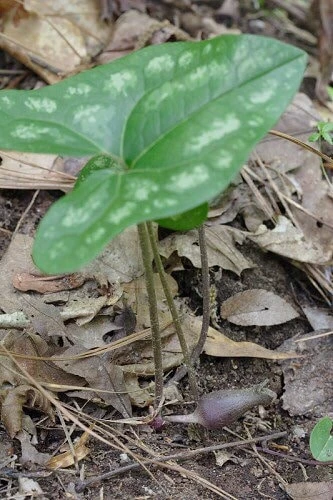 5 Heartleaf Ginger Bare Roots - Organic Hexastylis Arifolia Plants - Image 5