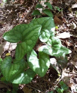 5 Heartleaf Ginger Bare Roots - Organic Hexastylis Arifolia Plants - Image 7