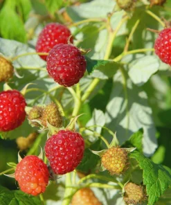 5 Heritage Red Raspberry Live Plant Starter Plugs - Rubus idaeus - Image 1