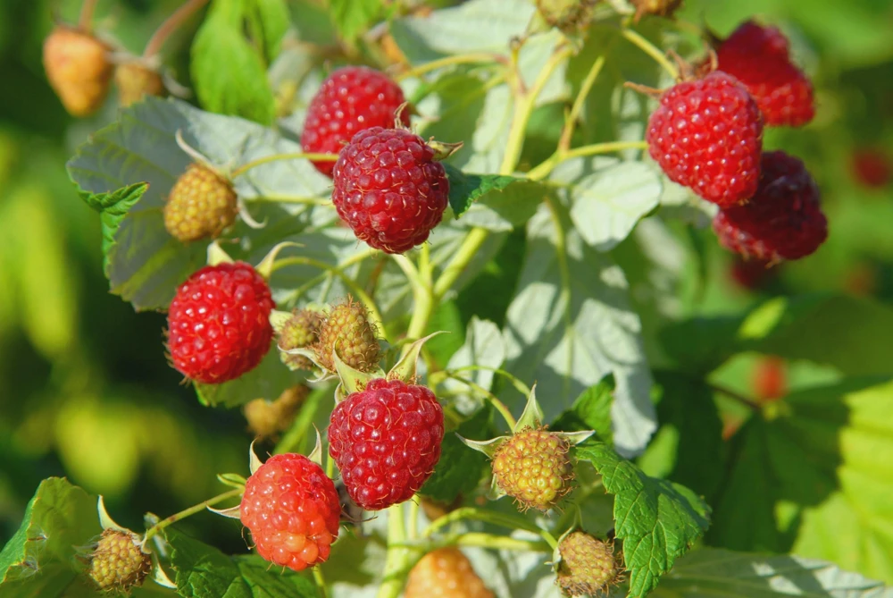 5 Heritage Red Raspberry Live Plant Starter Plugs - Rubus idaeus - Image 1