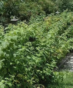 5 Heritage Red Raspberry Live Plant Starter Plugs - Rubus idaeus - Image 4