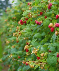 5 Heritage Red Raspberry Live Plant Starter Plugs - Rubus idaeus - Image 6