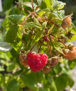5 Heritage Red Raspberry Live Plant Starter Plugs - Rubus idaeus - Image 7