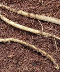 5 Horseradish Plant Bare Roots - Armoracia rusticana - Hardy Perennial - Image 8