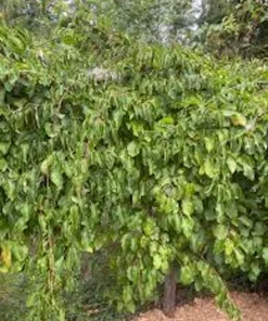 5 Issai Hardy Kiwi Live Plant – Self-Pollinating Fruit Vine – USDA Zones 3-8 - Image 2