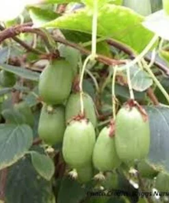 5 Issai Hardy Kiwi Live Plant – Self-Pollinating Fruit Vine – USDA Zones 3-8 - Image 3