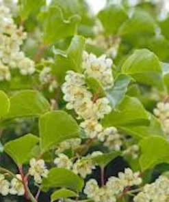 5 Issai Hardy Kiwi Live Plant – Self-Pollinating Fruit Vine – USDA Zones 3-8 - Image 4