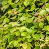 5 Issai Hardy Kiwi Live Plant – Self-Pollinating Fruit Vine – USDA Zones 3-8 - Image 1