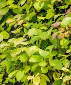 5 Issai Hardy Kiwi Live Plant – Self-Pollinating Fruit Vine – USDA Zones 3-8 - Image 1