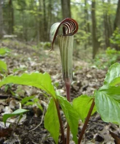 5 Jack In The Pulpit Plants - Arisaema Triphyllum Native Wildflower Bare Root - Image 3