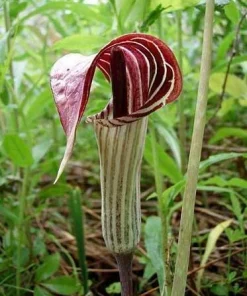 5 Jack In The Pulpit Plants - Arisaema Triphyllum Native Wildflower Bare Root - Image 4