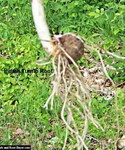 5 Jack In The Pulpit Plants - Arisaema Triphyllum Native Wildflower Bare Root - Image 5