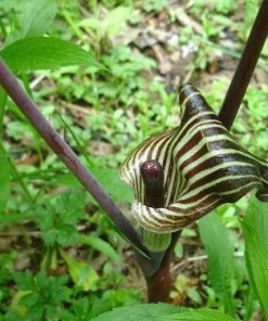 5 Jack In The Pulpit Plants - Arisaema Triphyllum Native Wildflower Bare Root - Image 7