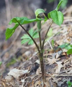 5 Jack In The Pulpit Plants - Arisaema Triphyllum Native Wildflower Bare Root - Image 8
