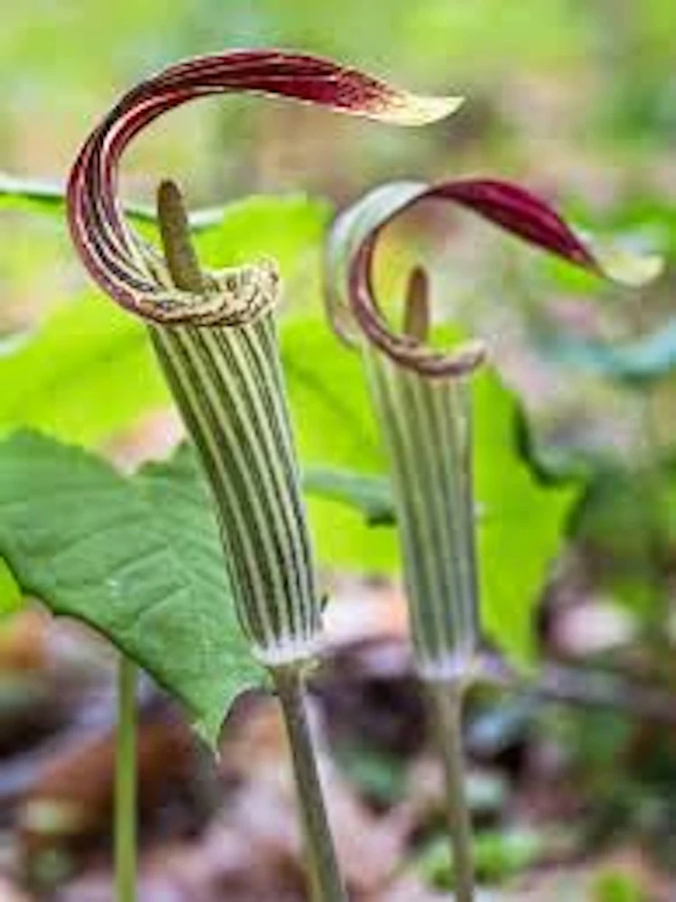 5 Jack In The Pulpit Plants - Arisaema Triphyllum Native Wildflower Bare Root - Image 1