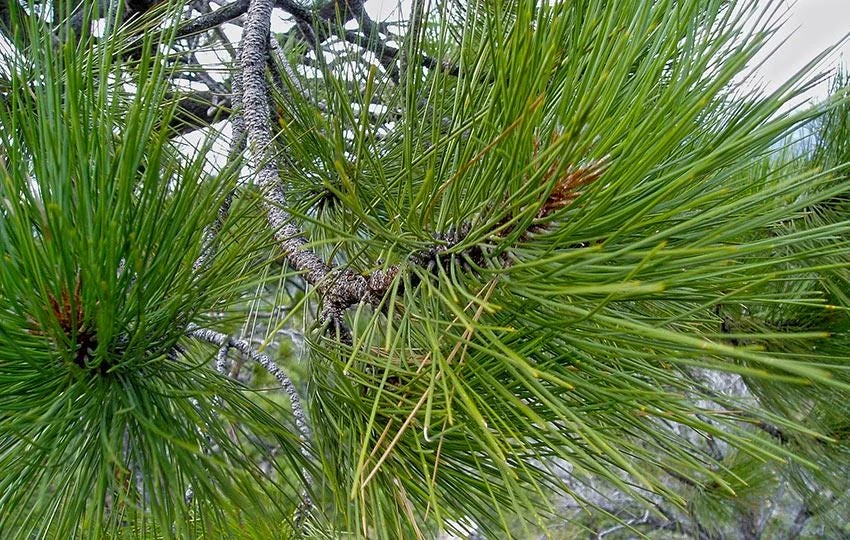 5 Jeffrey Pine Seedlings 6-12" Tall - Pinus jeffreyi Bare Root Tree Starter - Image 4