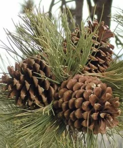 5 Jeffrey Pine Seedlings 6-12