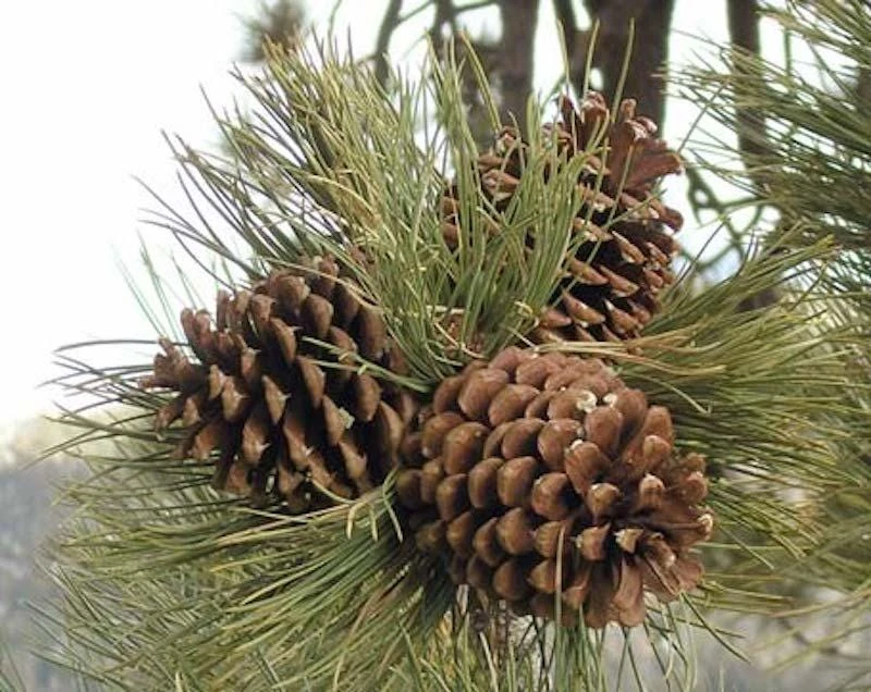 5 Jeffrey Pine Seedlings 6-12" Tall - Pinus jeffreyi Bare Root Tree Starter - Image 7