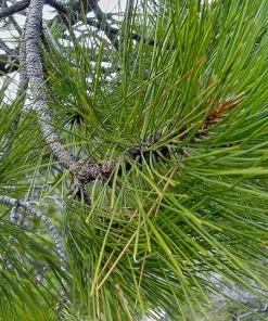 5 Jeffrey Pine Seedlings 6-12