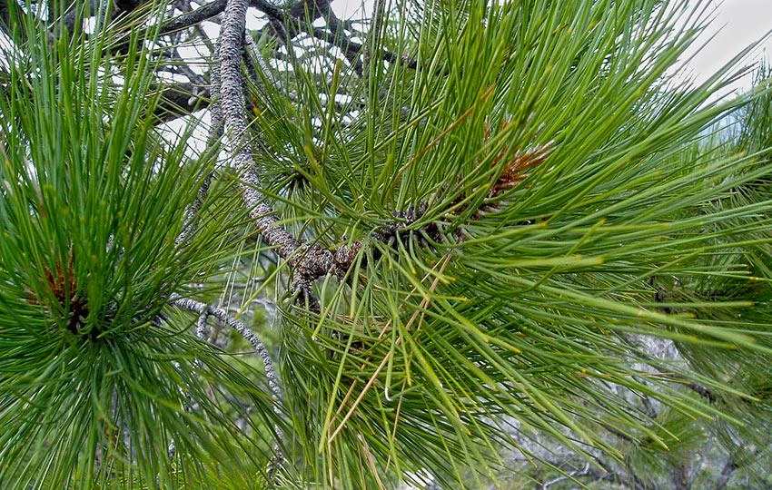 5 Jeffrey Pine Seedlings 6-12" Tall - Pinus jeffreyi Bare Root Tree Starter - Image 8