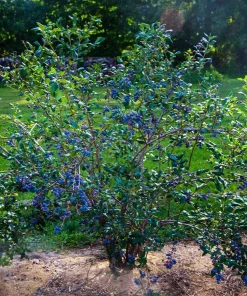 5 Jewel Blueberry Starter Plug - Southern Highbush Live Plant - Image 7