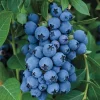 5 Jewel Blueberry Starter Plug - Southern Highbush Live Plant - Image 1