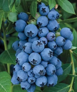5 Jewel Blueberry Starter Plug - Southern Highbush Live Plant - Image 1